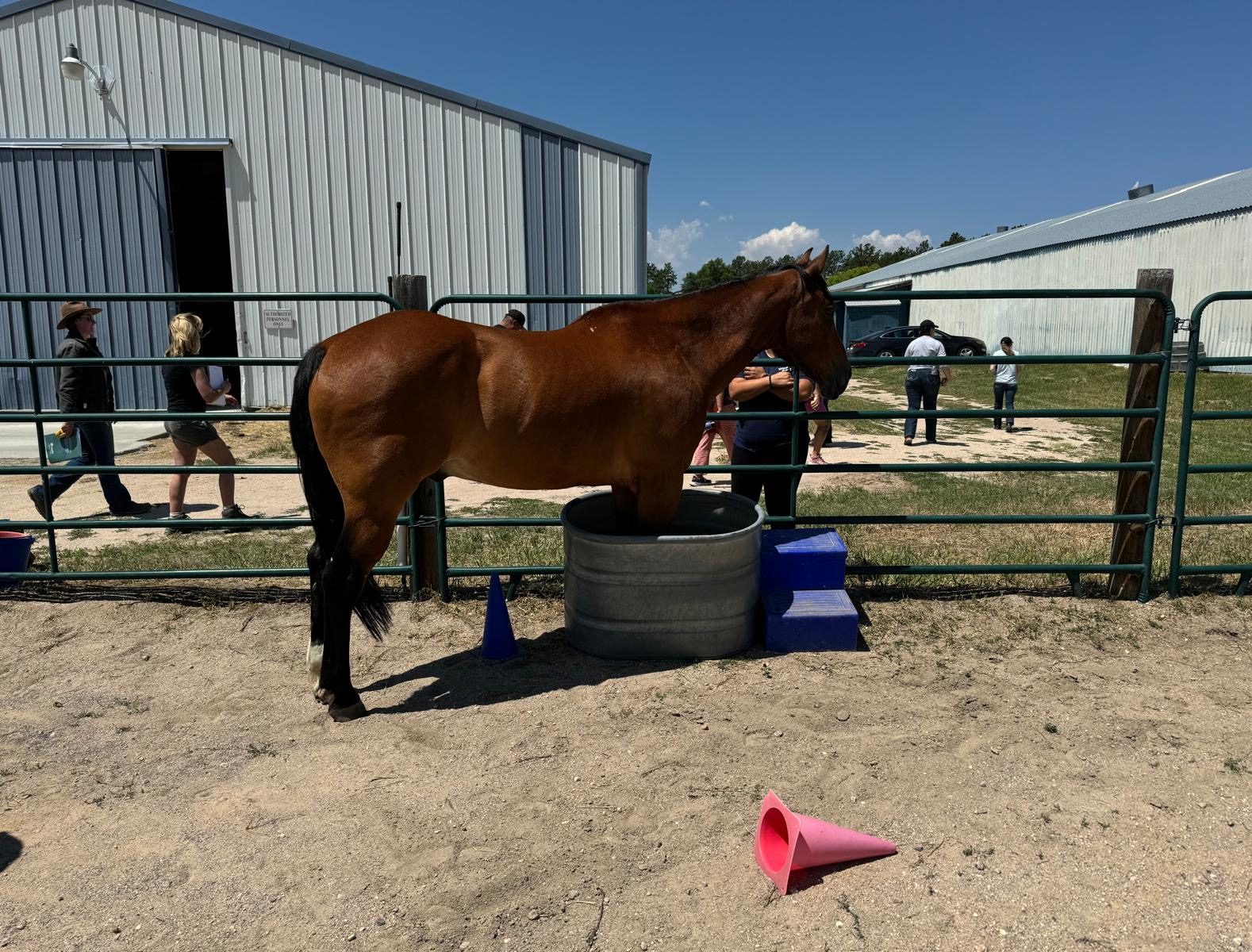 A horse with its front to legs in a water trough as people walk around in the background.