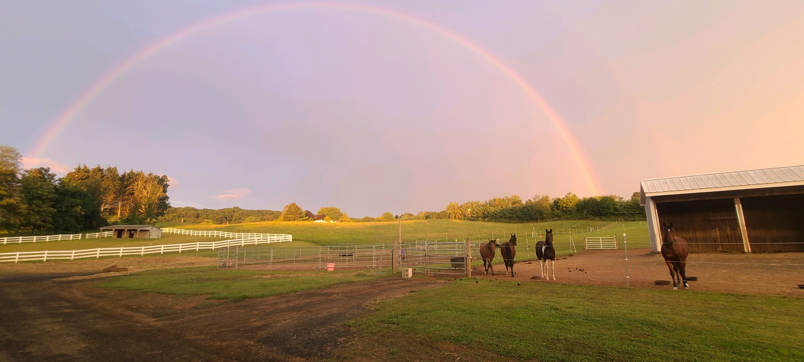 Horses in a Connecticut field with a rainbow overhead