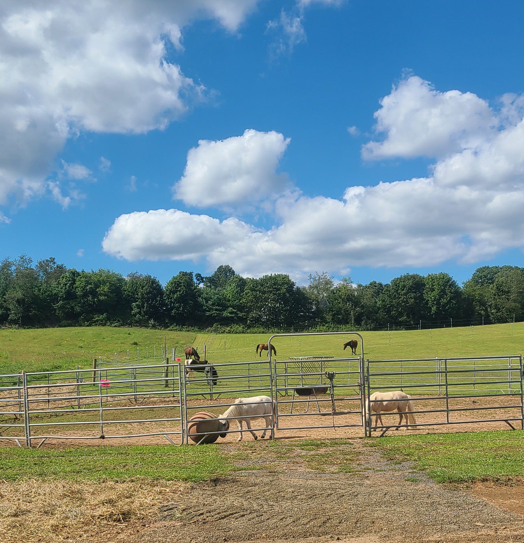 Horses in a fenced-off Connecticut field on a sunny day.