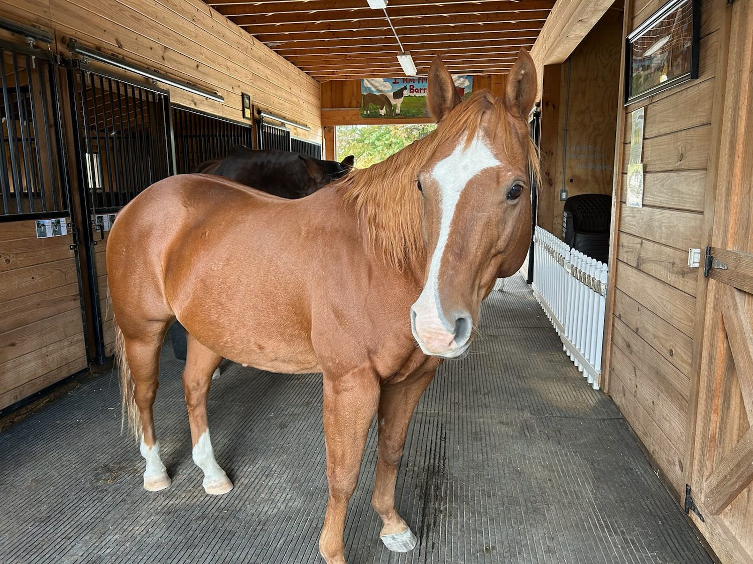 Brown horse in a New Jersey barn but out of its stall.