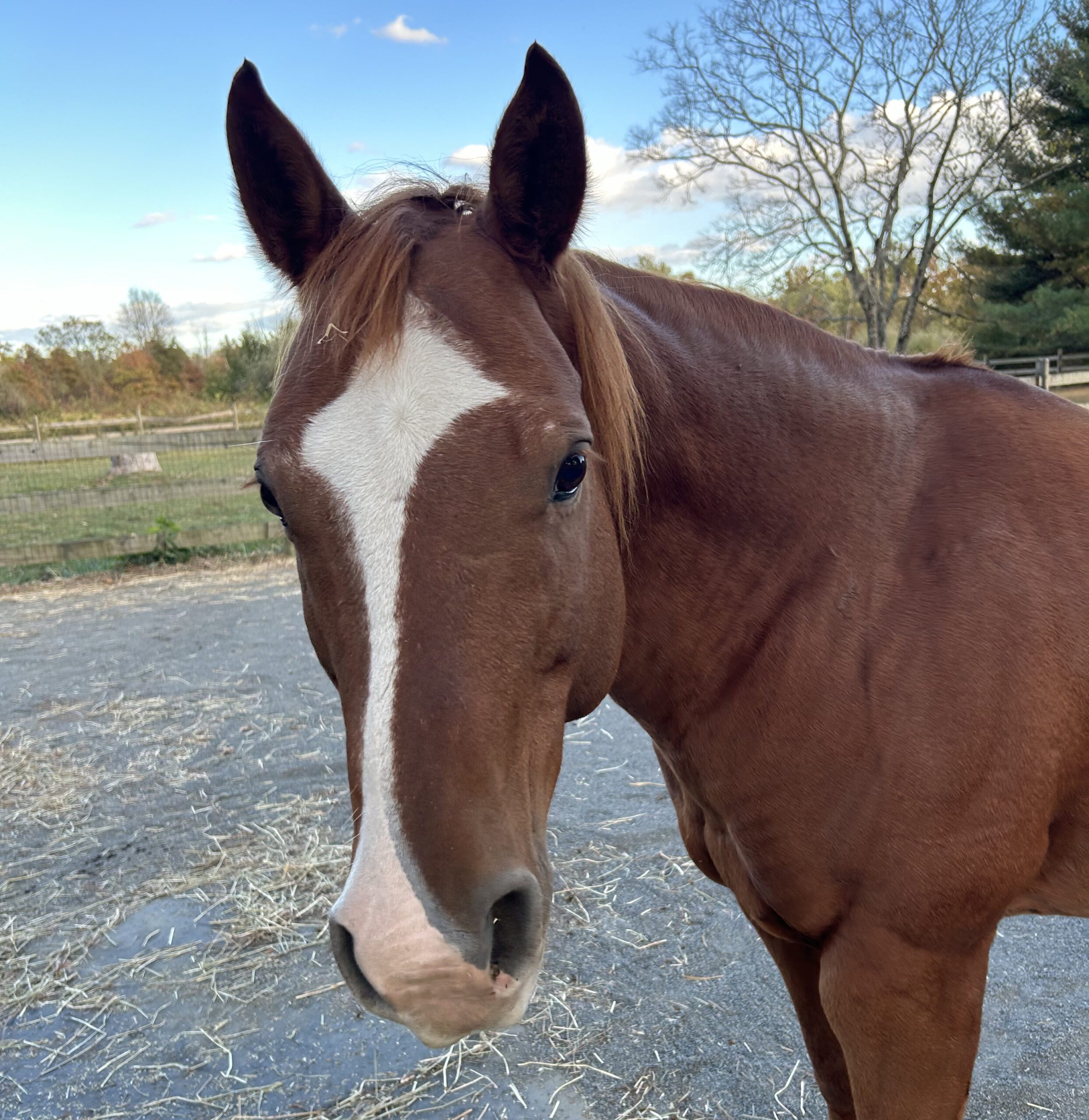 Close up of a horse standing in a New Jersey fied.