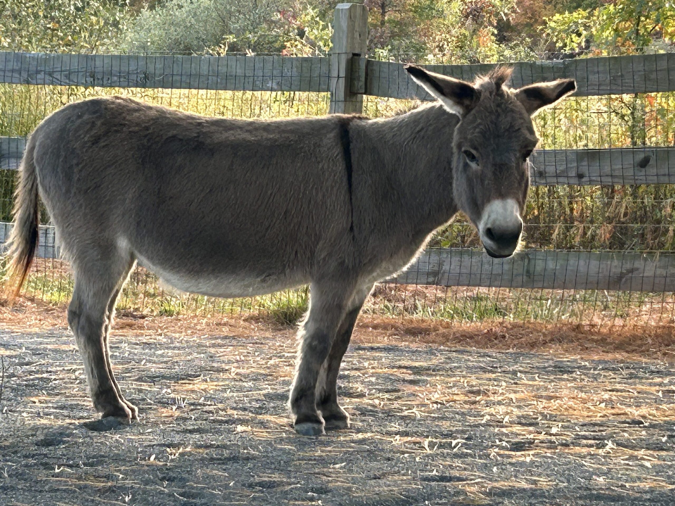 A burro or horse standing next to a fence in a New Jersey field.