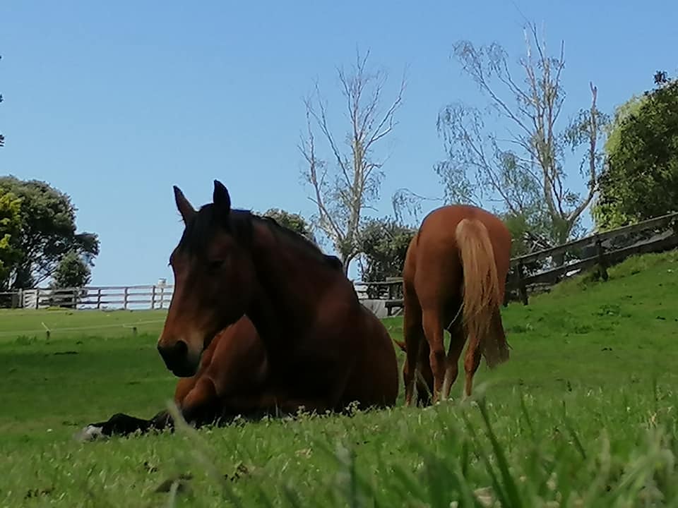 Two horses, one laying down and another grazing, in a new Zealand field.