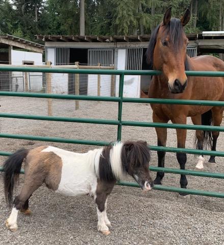 A pony on one side of a gate and a horse on the other side of the gate in front of stables in Washington.