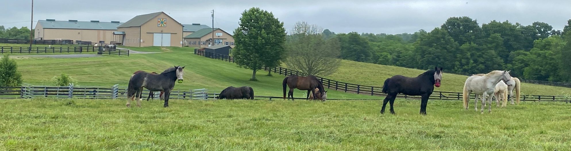 Several horses in a Kentucky pasture