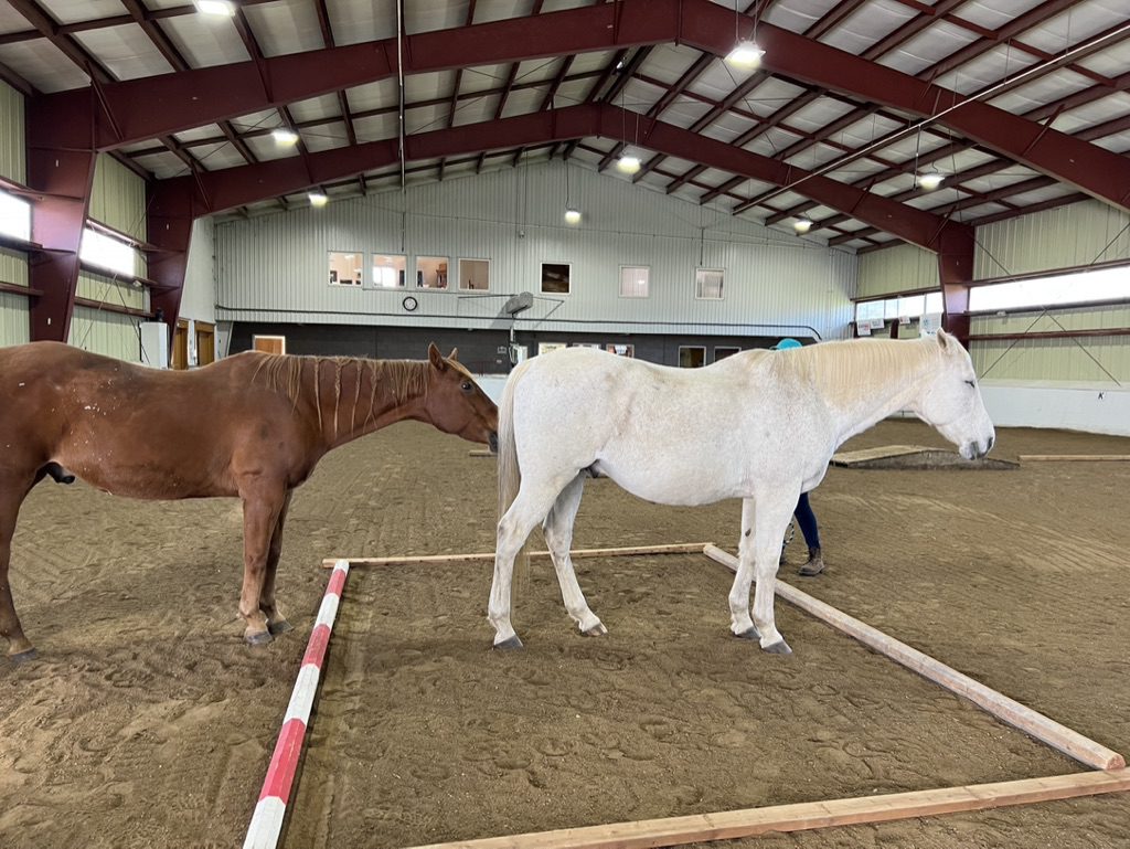 Two horses in an enclosed arena in Canada.