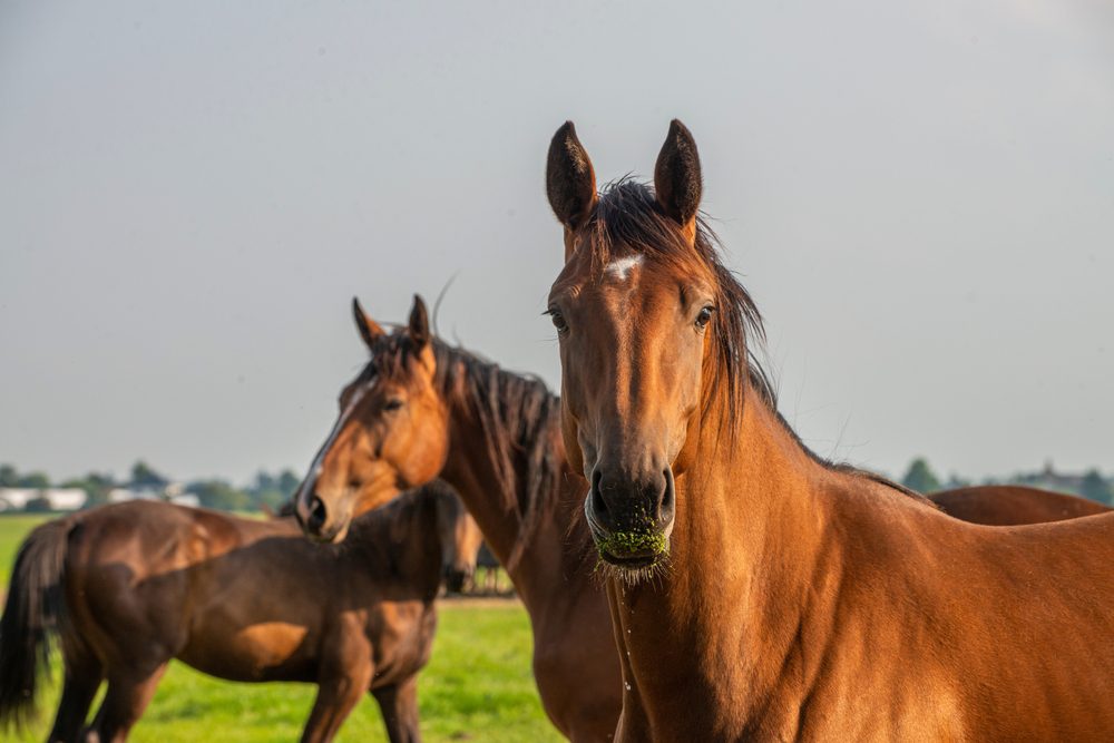 Three horses in a pasture with one horse looking right into the camera.