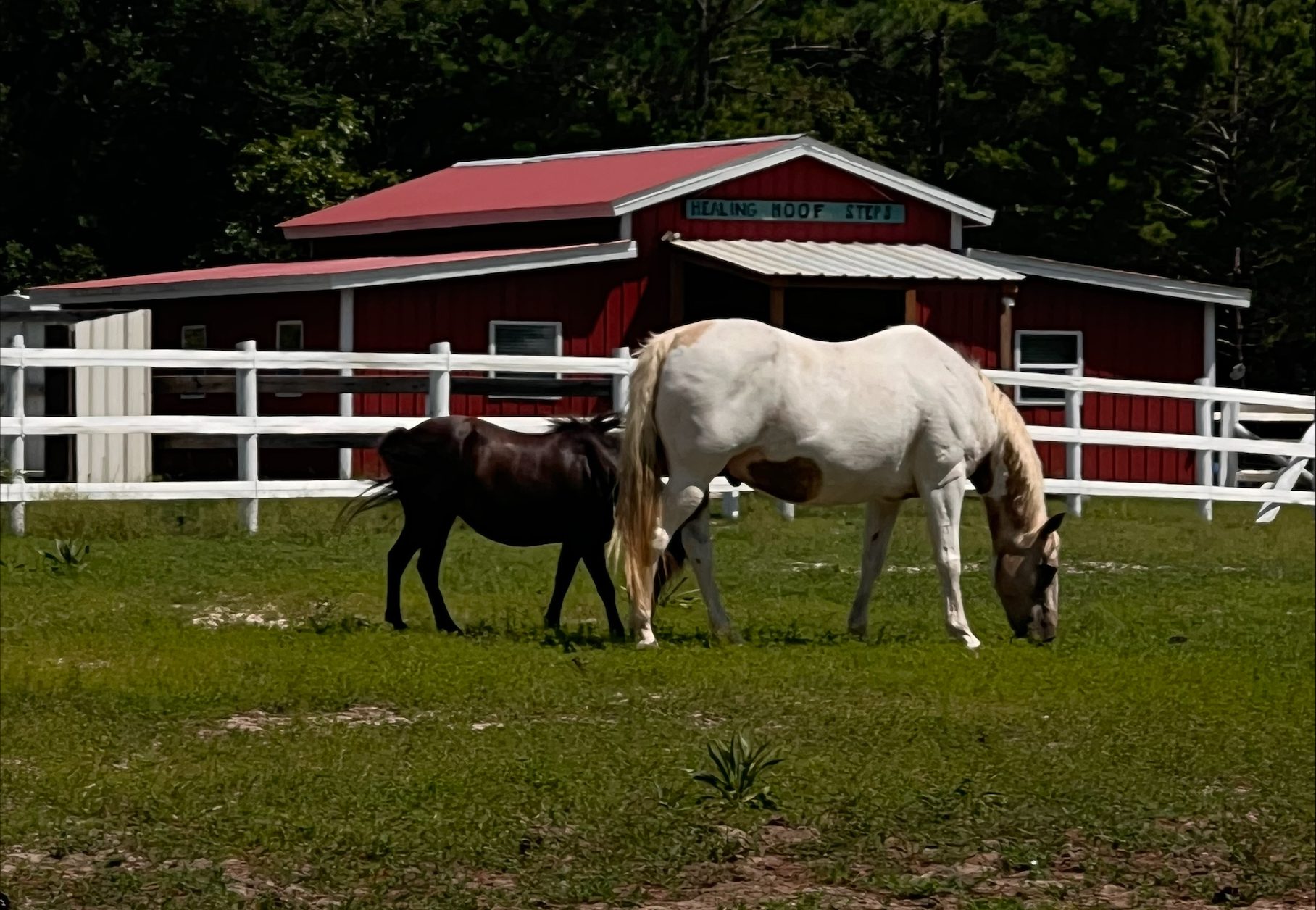 Two horses in a field at Healing Hoof Steps in Florida.