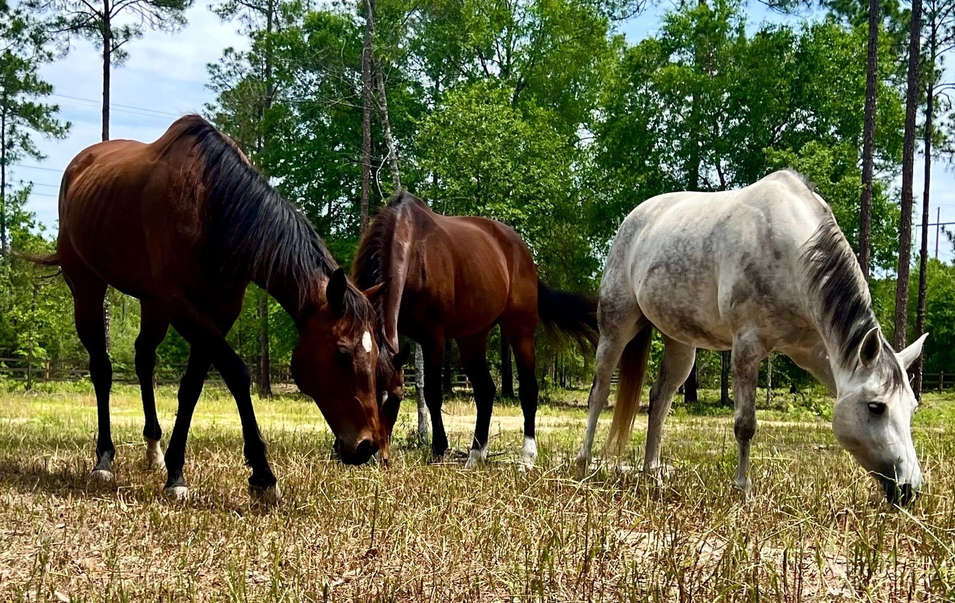 Three different colored horses feeding in a field surrounded by trees