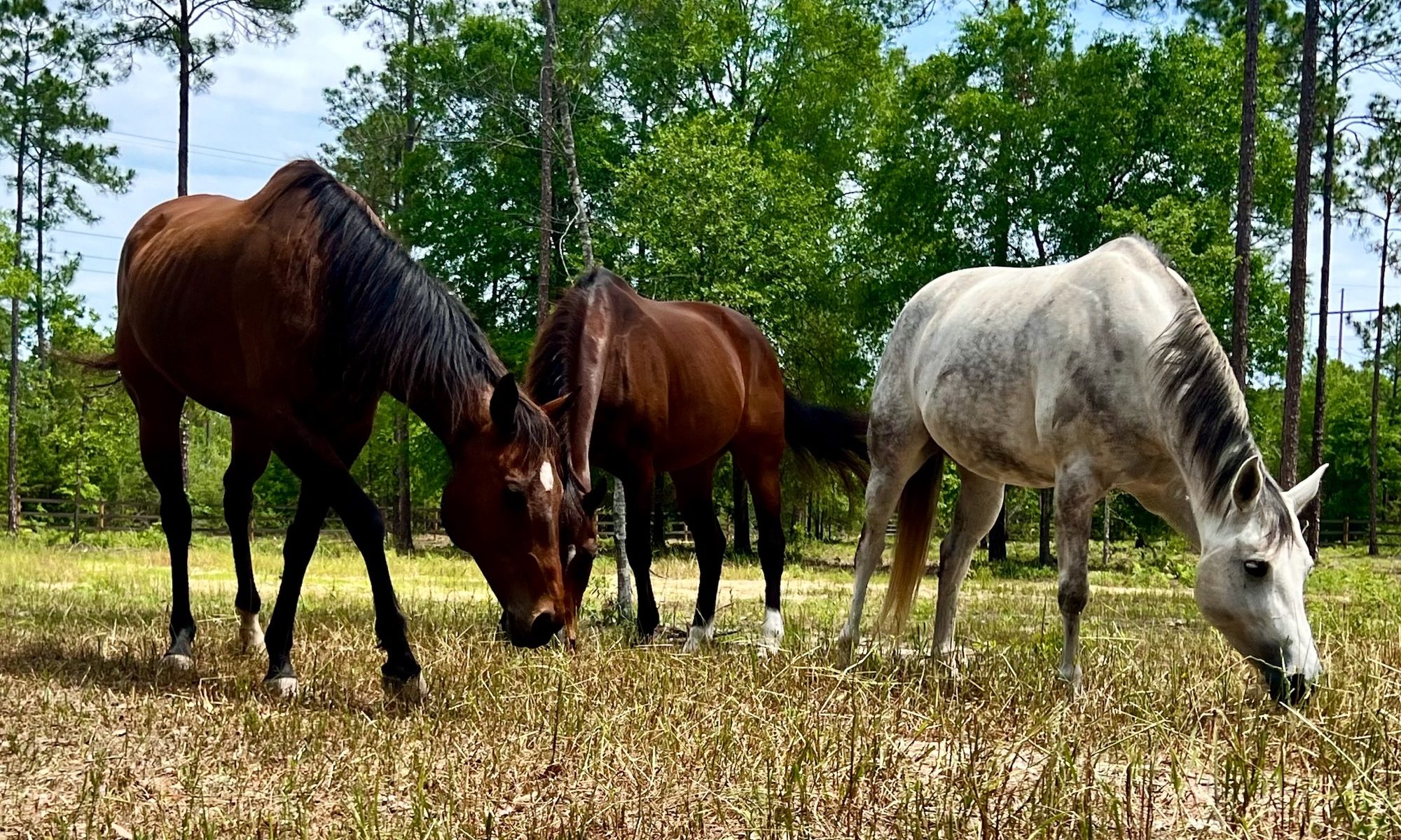 Three horses grazing in a Florida field.