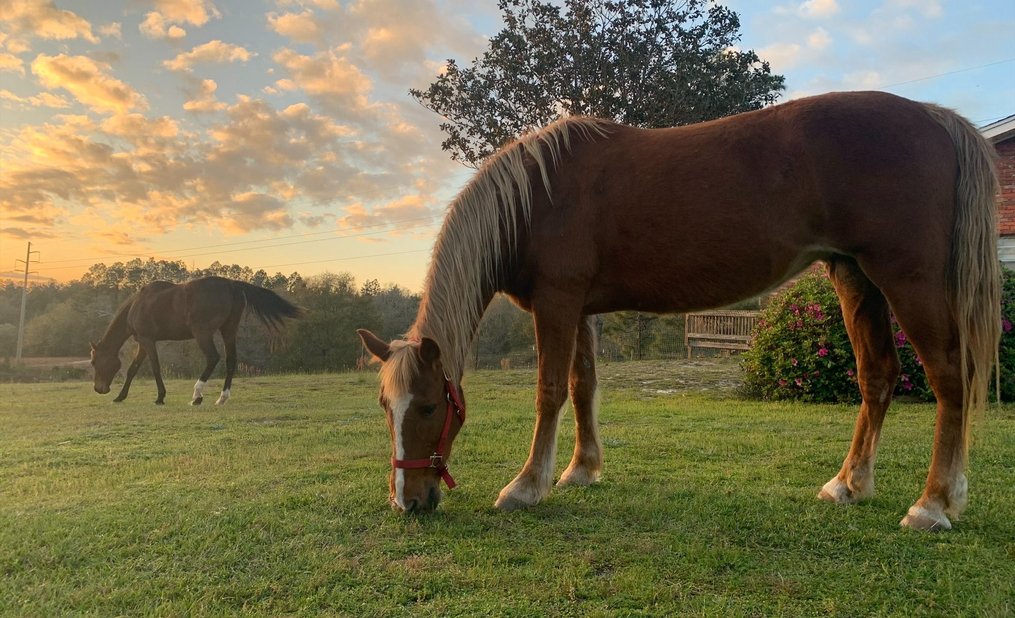 Two horse in a field during fundamentals training in Florida.