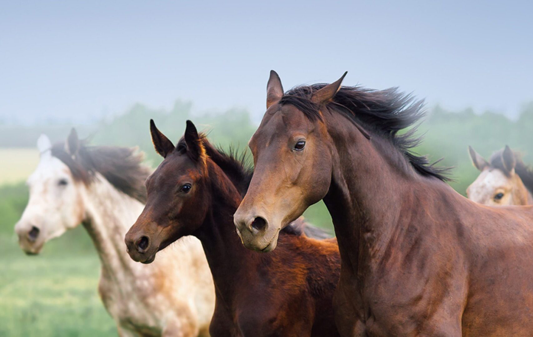 Four horses running in a field