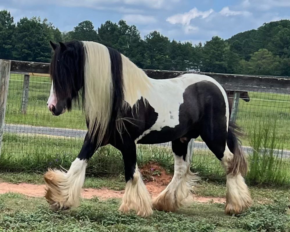 A beautiful black and white horse in a Georgia field.