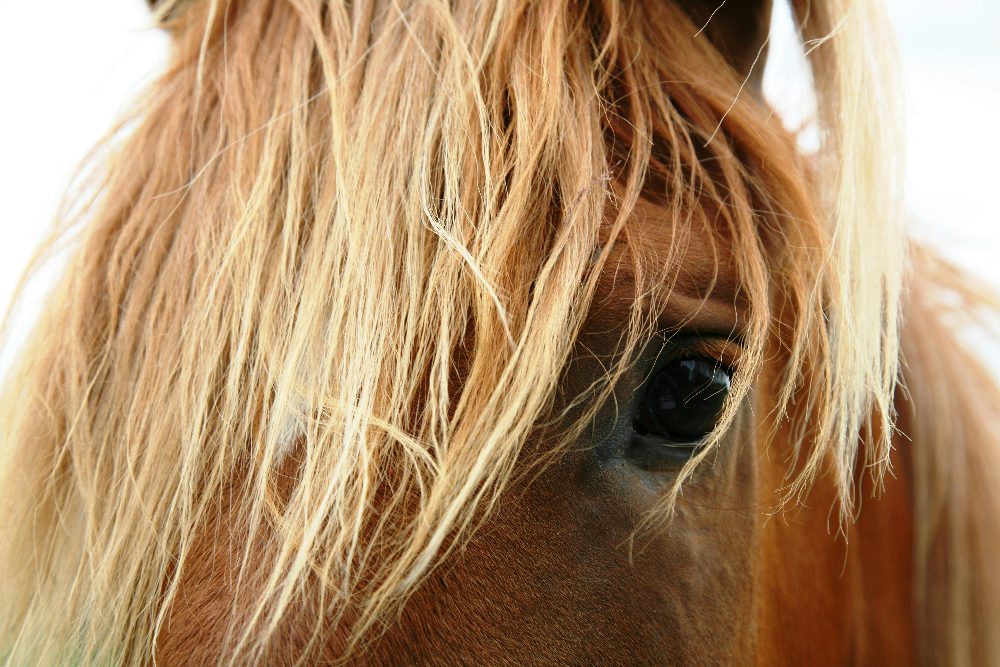 A closeup of a horse, it's mane obscuring an eye.