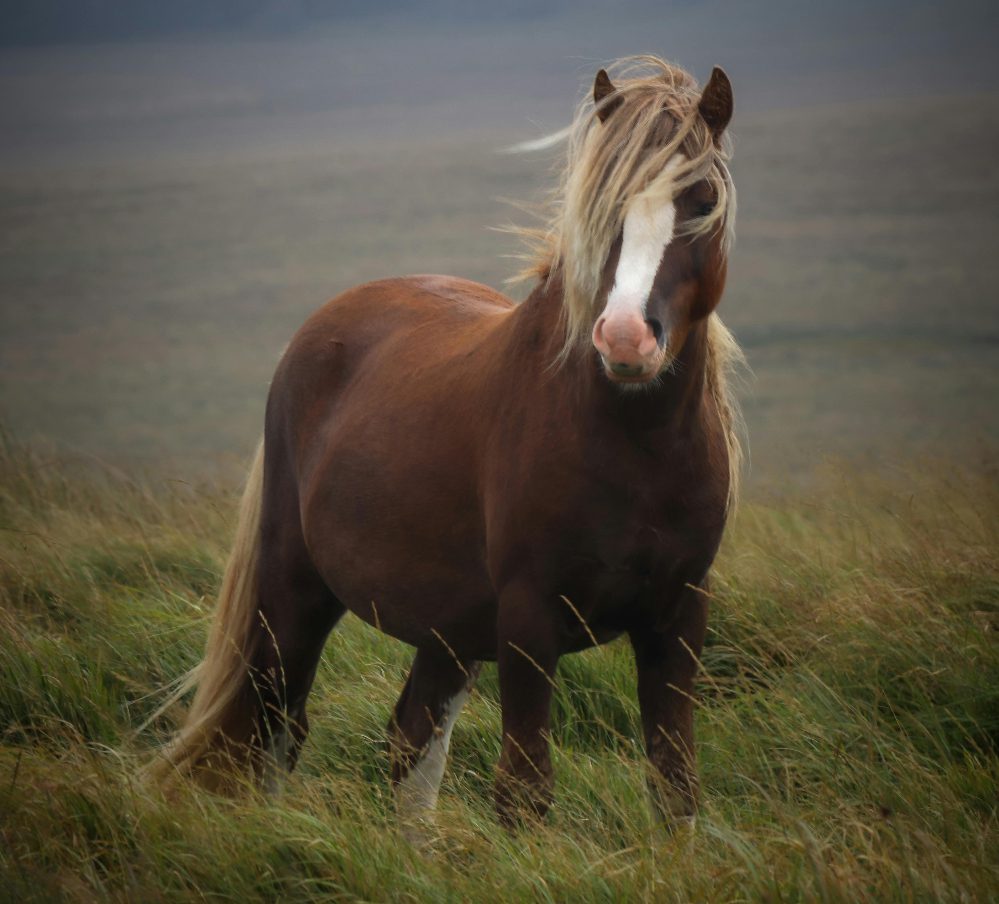 A horse in a foggy meadow.