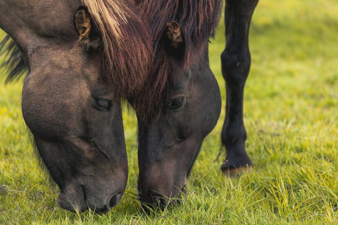 A closeup of two horses grazing in a field.