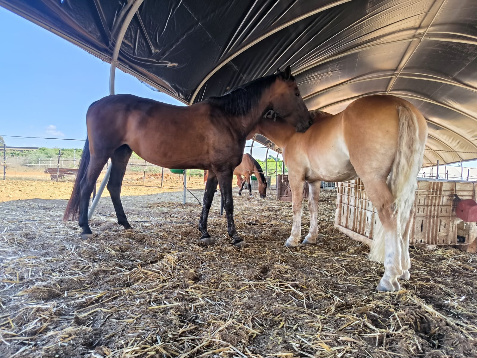 Two horses interacting with each other under a canopy.