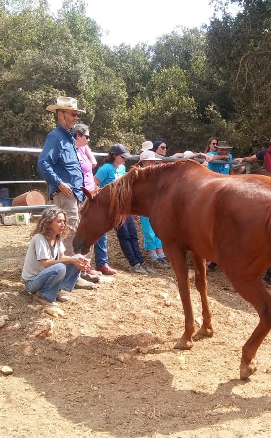 A horse coming to a woman who is sitting down with her hands cupped in front of her.