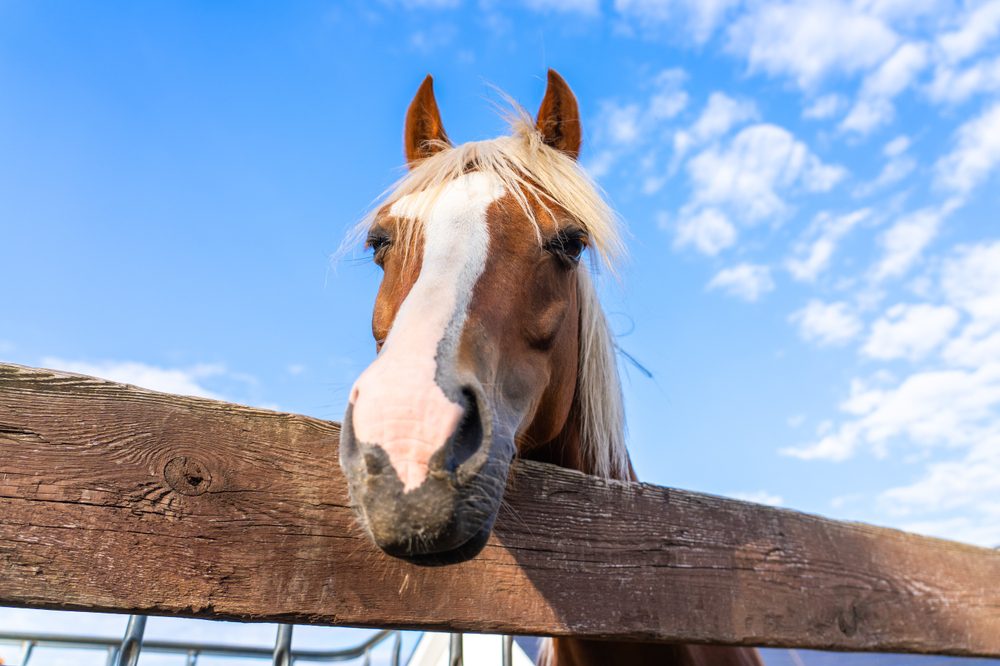 A horse with it's head over a wooden fence looking at the camera.