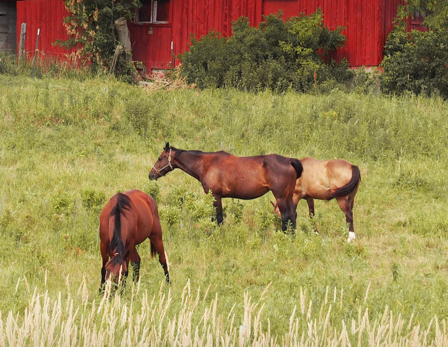 A group of horses in a Michigan field with a red barn ion the background.