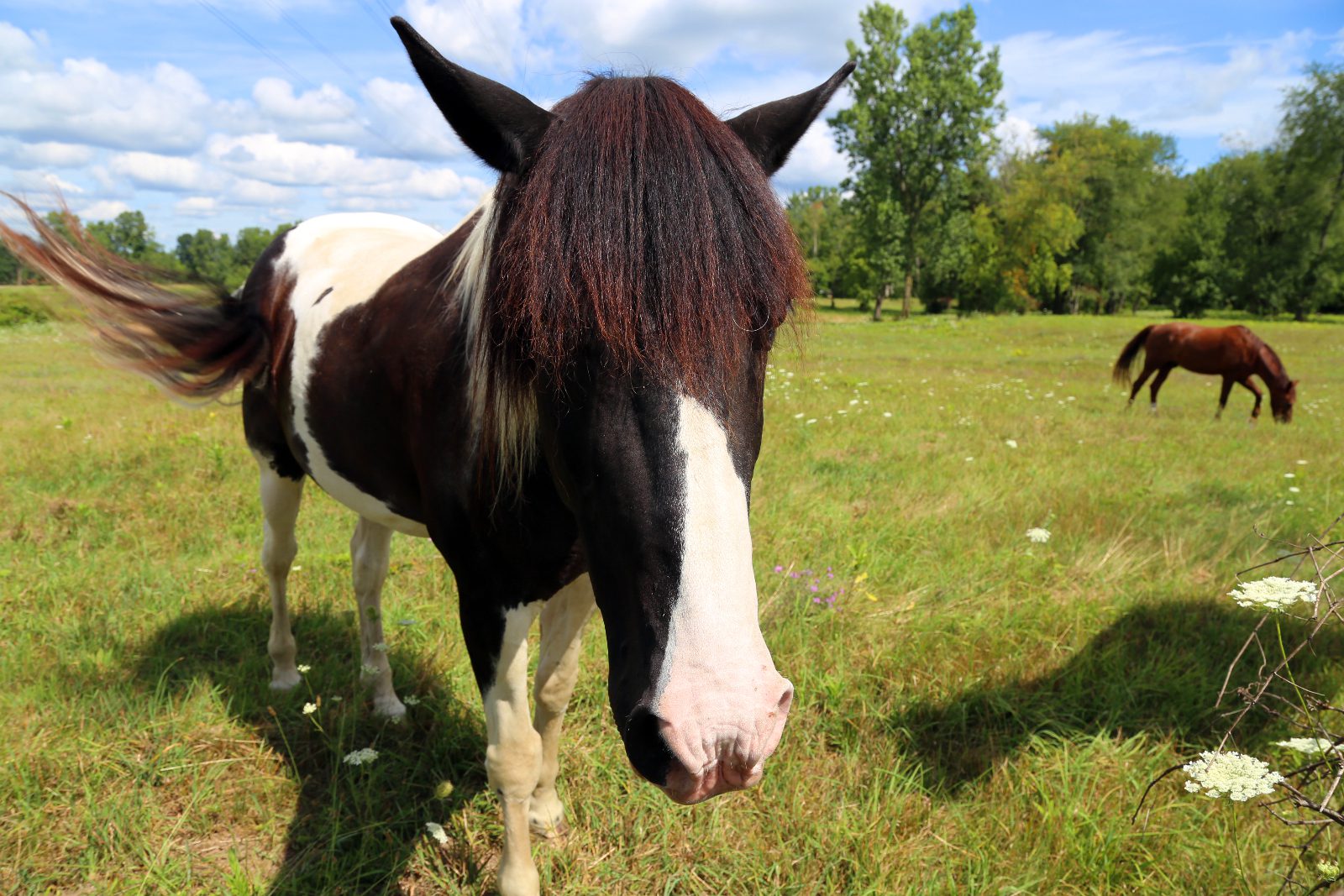 A brown horse with a mane covering its eyes in a Michigan field with another horse in the background.