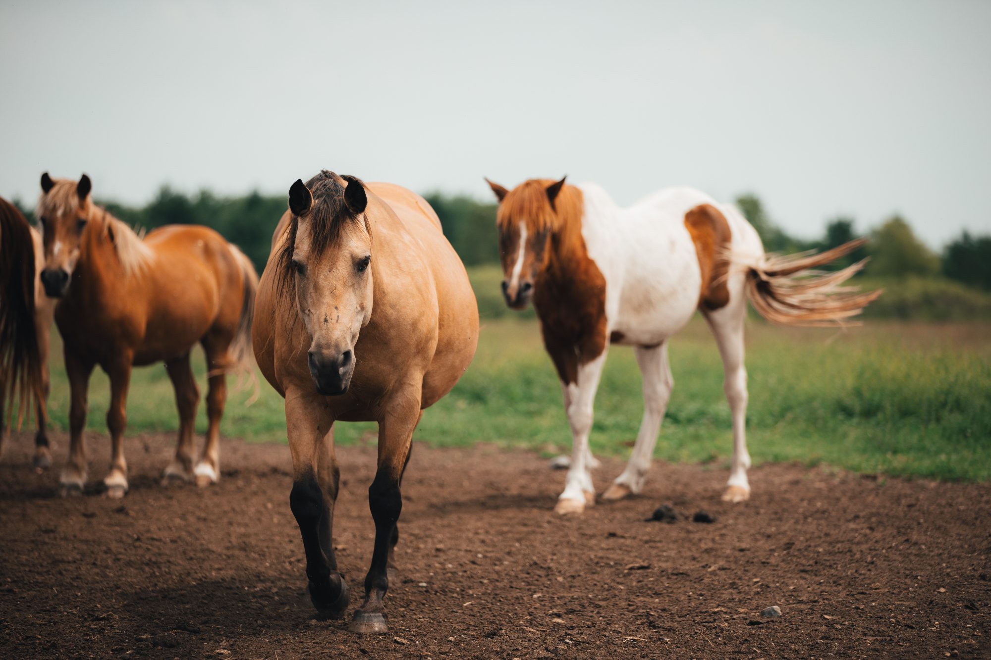 A group of horses in a Michigan field.