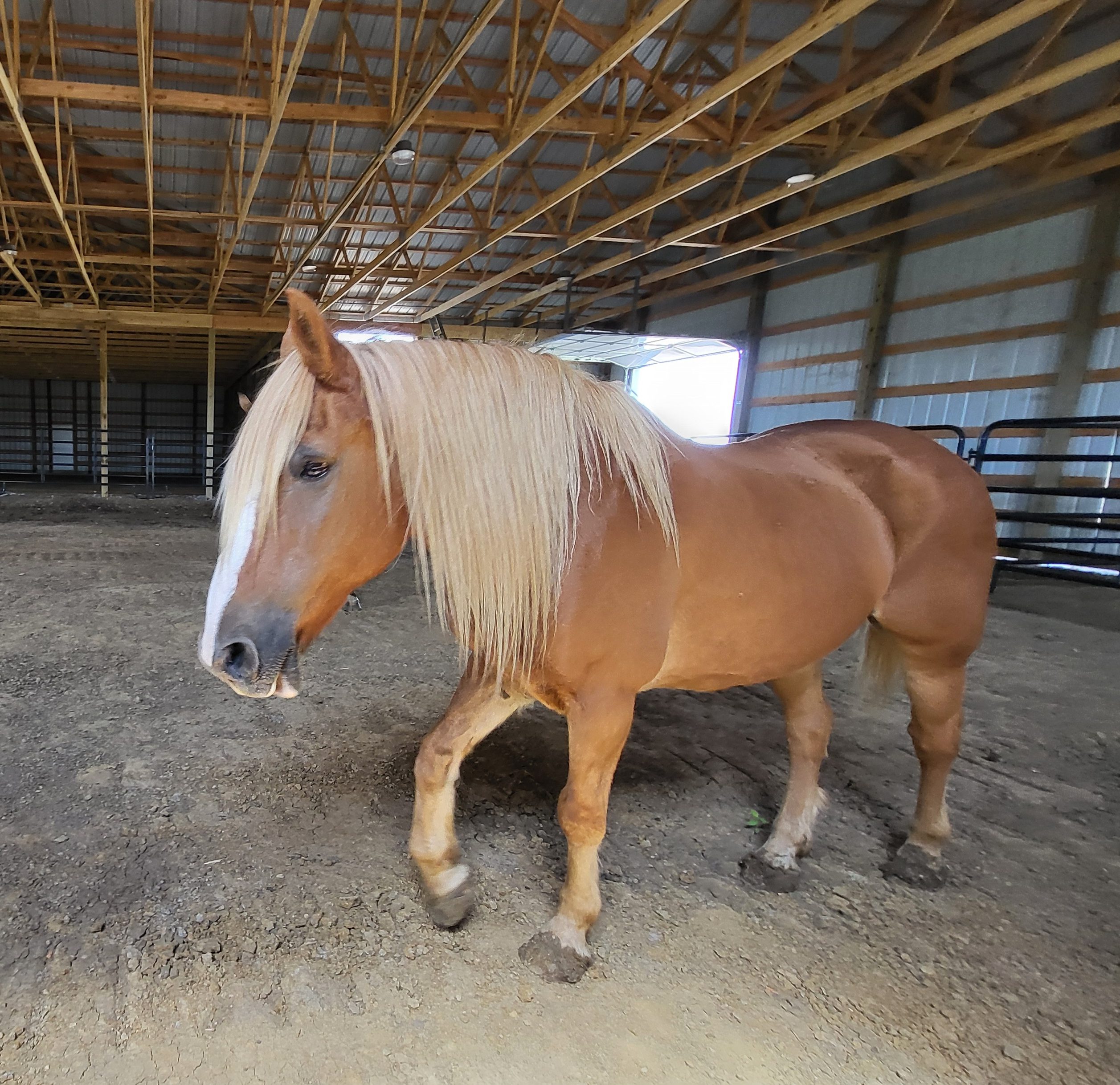 A brown horse in a covered arena