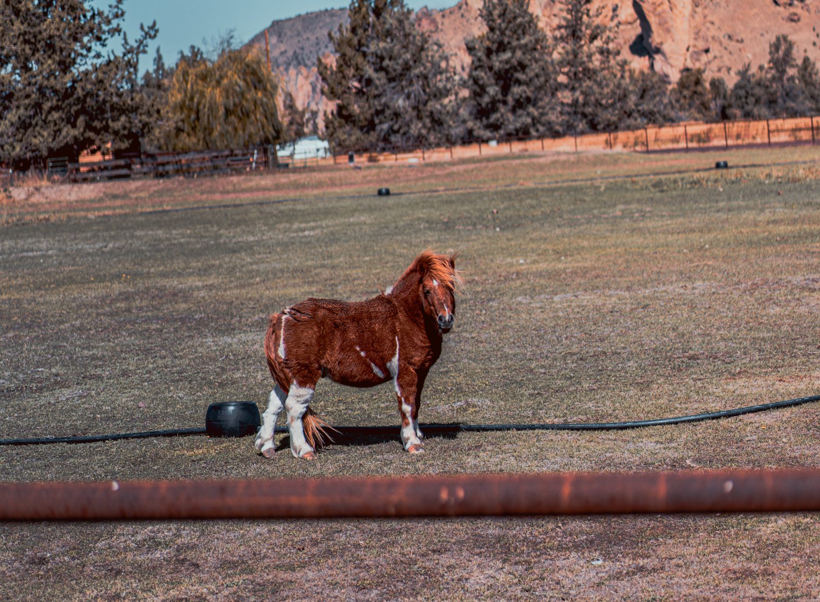 A pony in the Oregon countryside