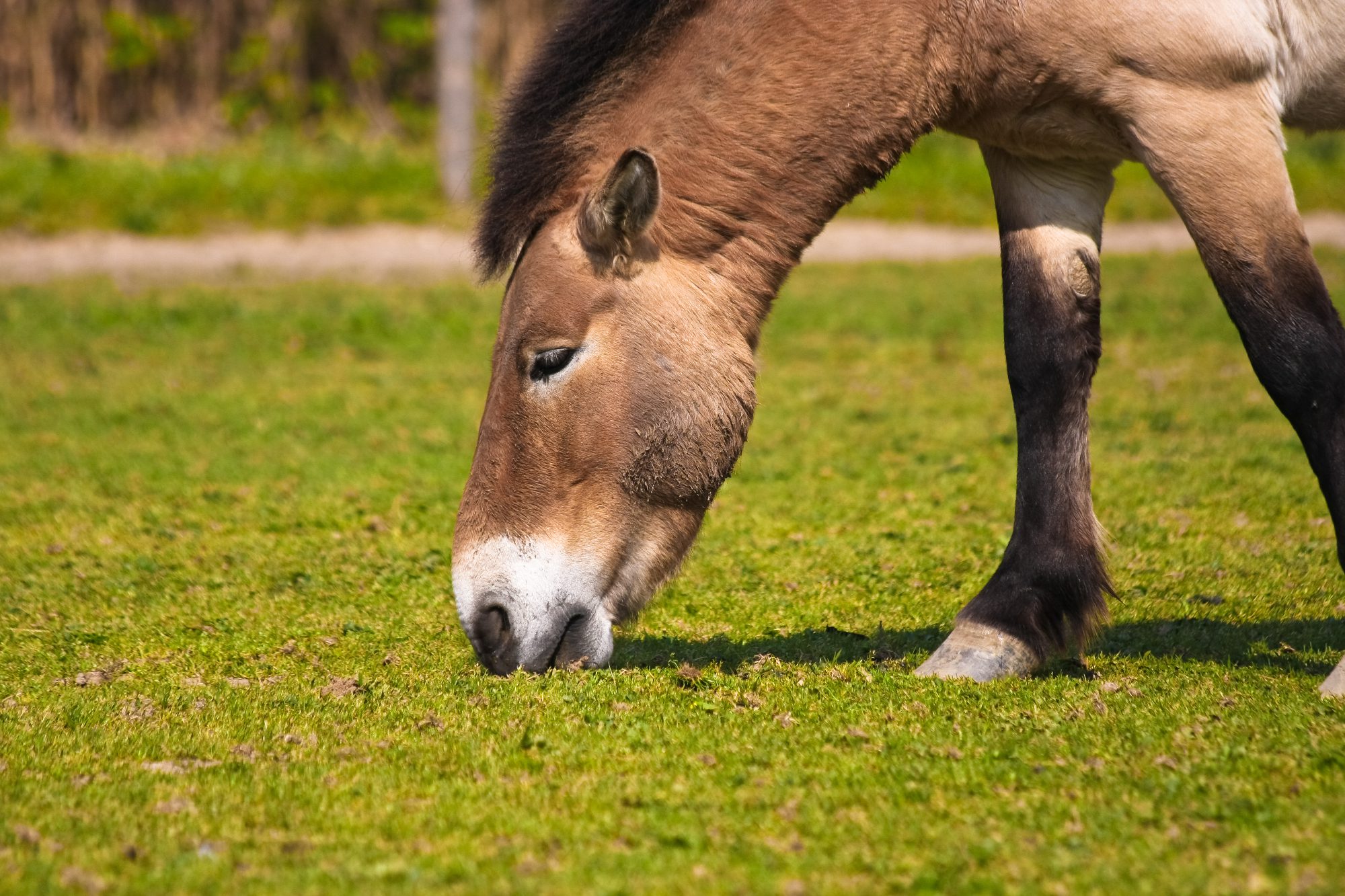 A horse grazing in a field