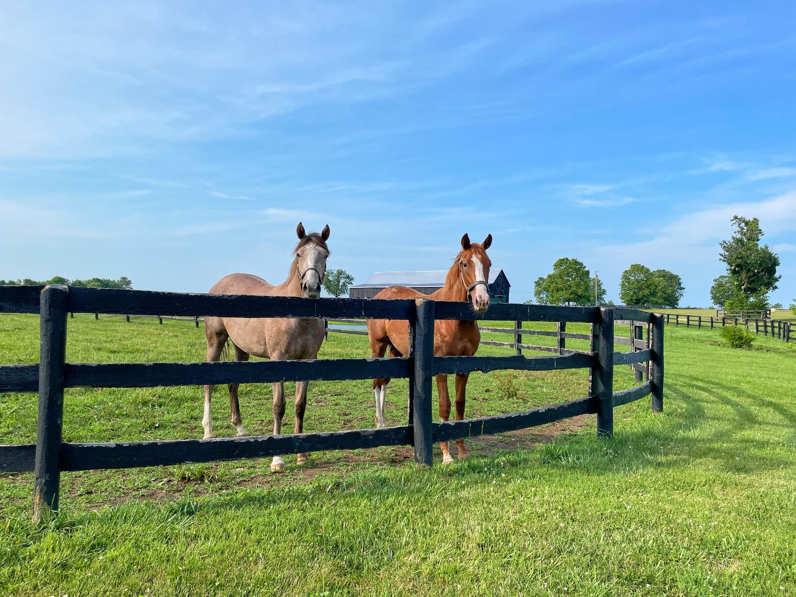 Two horses looking over a fence