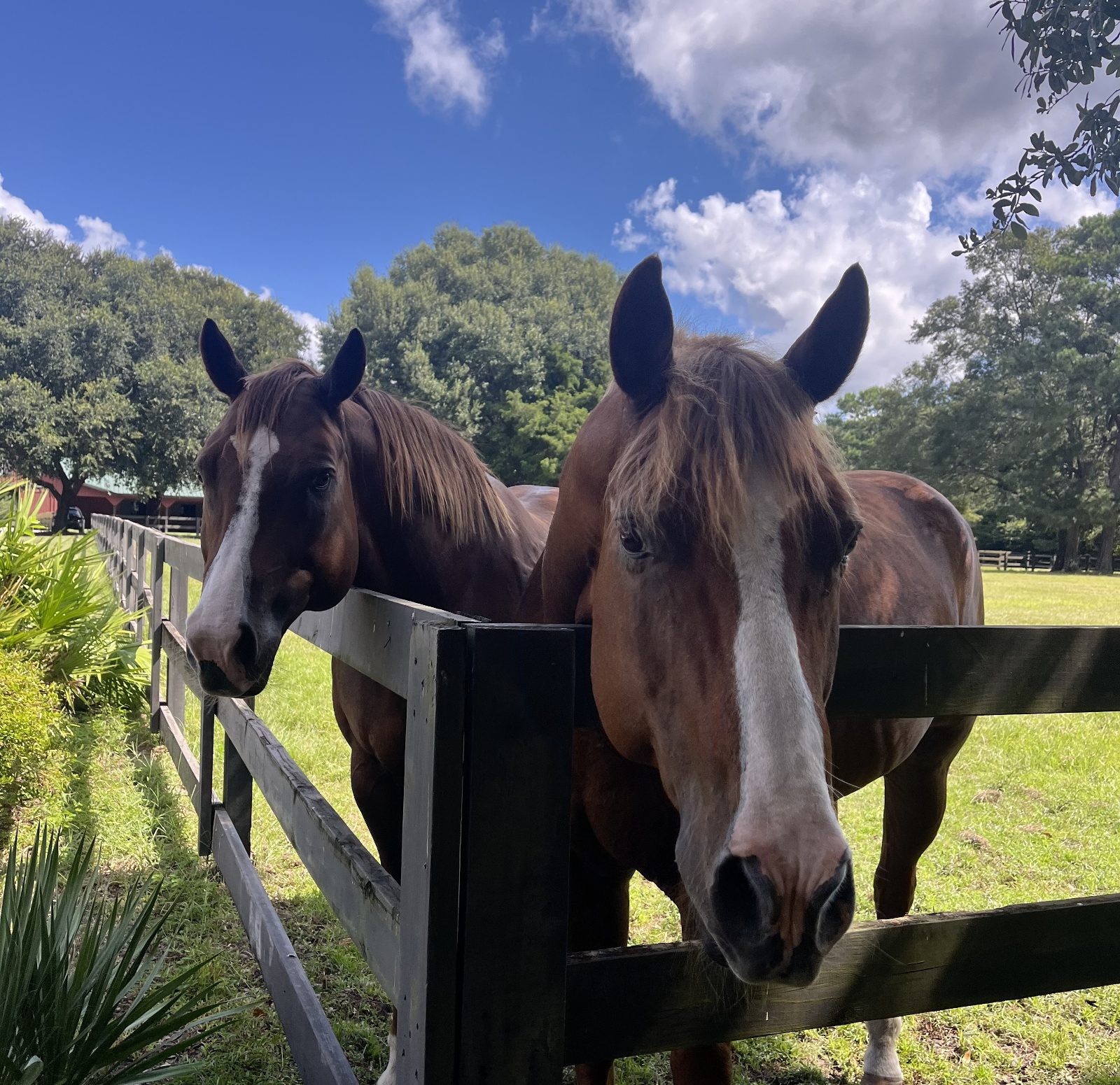 Two horses looking over a fence at the corner of a field in South Carolina.