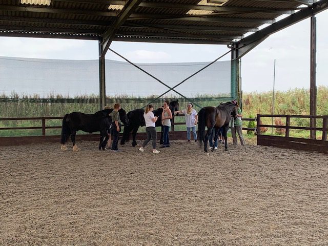 A group of people interacting with horses in a covered arena in UK