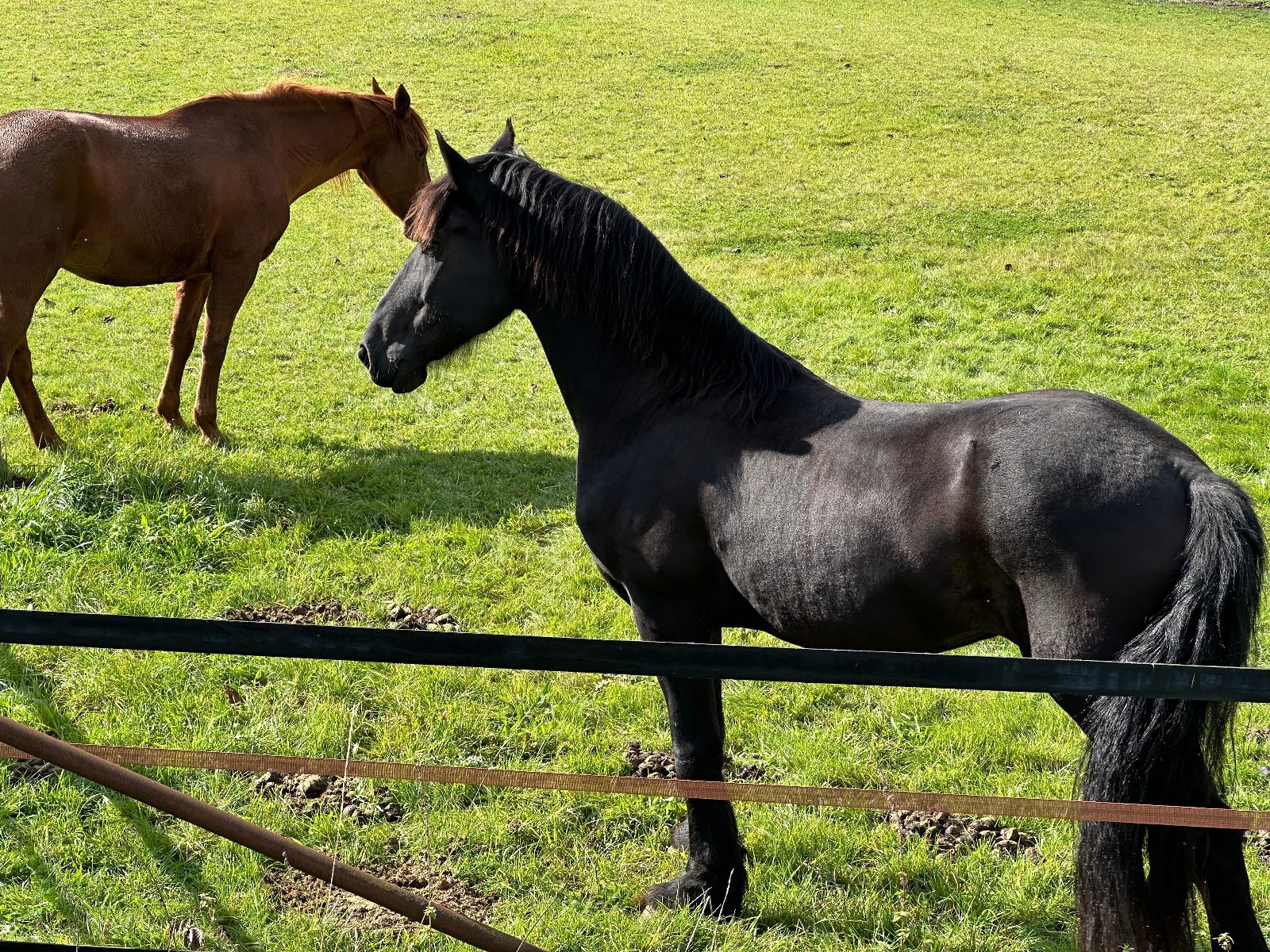 Ranch farmland horses outside fence