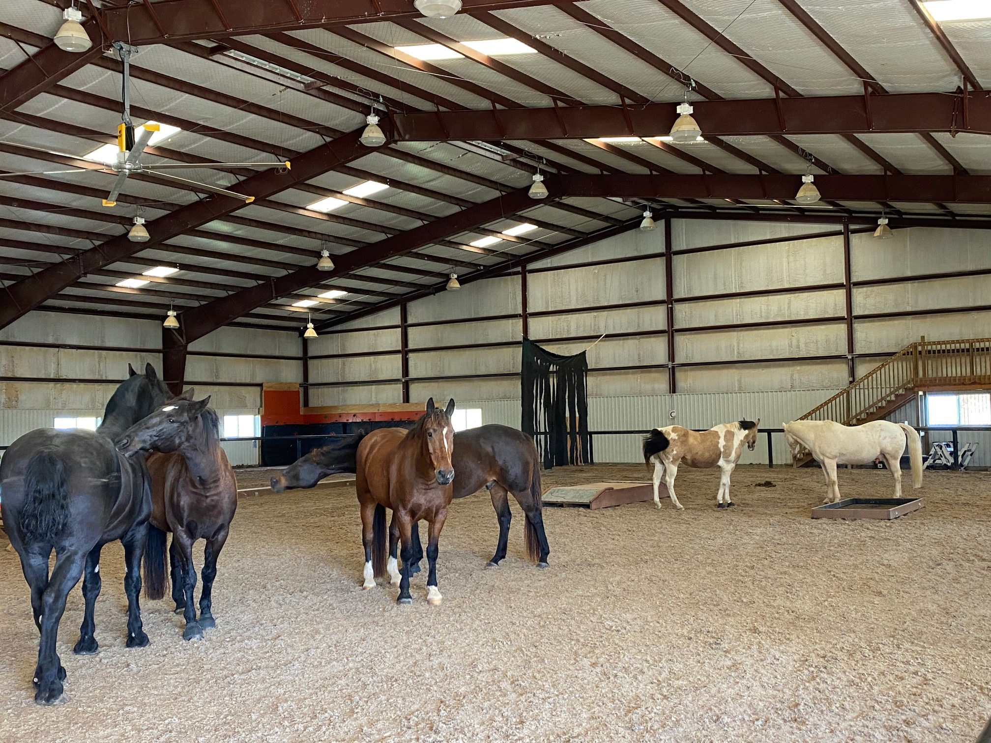 A group of horses inside a riding arena to help illustrate what is equine-assisted psychotherapy.