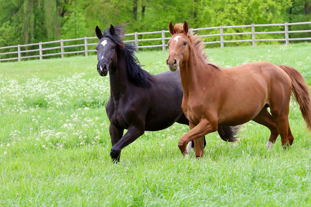 Two horses galloping side by side in a fenced pasture.