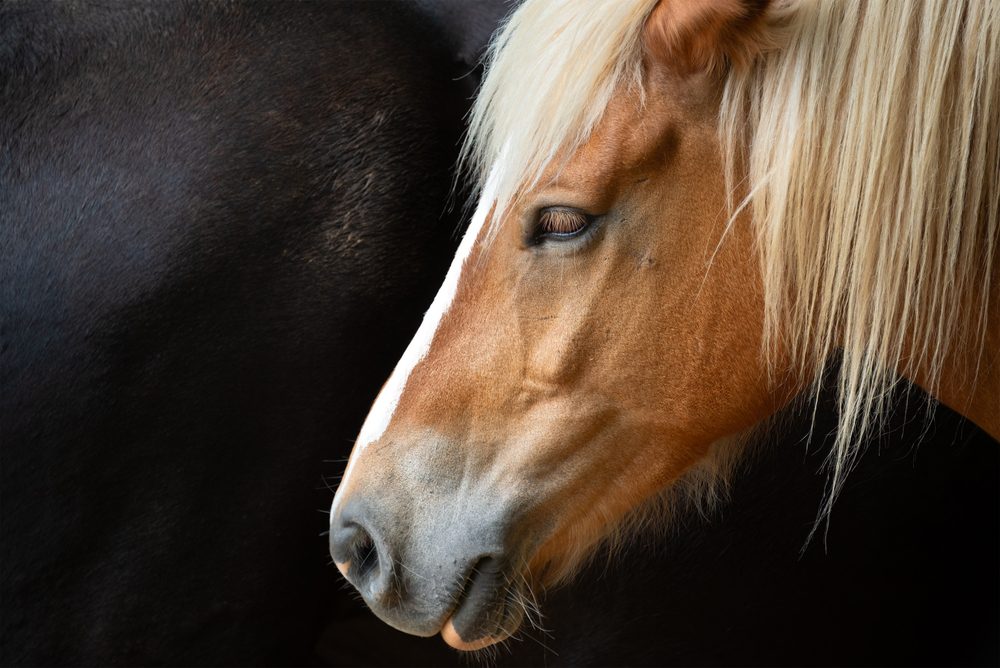 A closeup of the side of a horse's head.