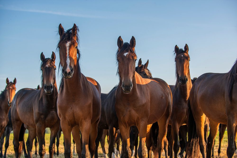 A group of horses in a field